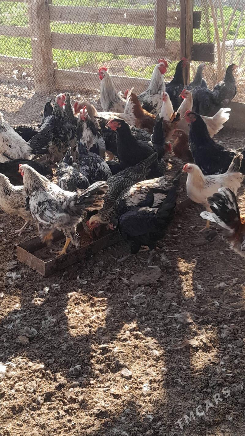 Balgar horaz - Murgap - img 6