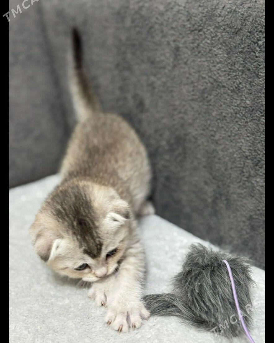 котёнок - Aşgabat - img 1