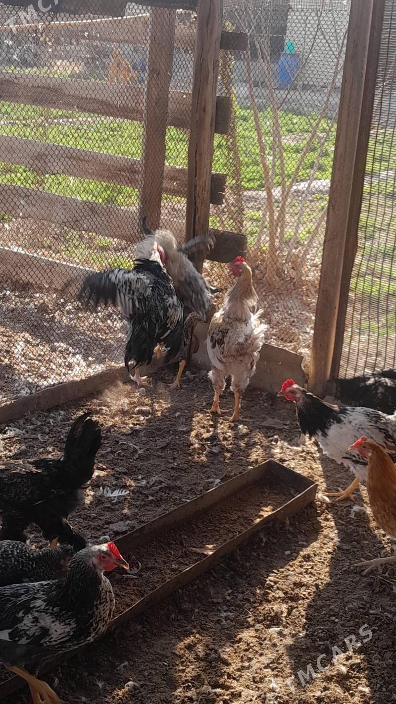 Balgar horaz - Murgap - img 2