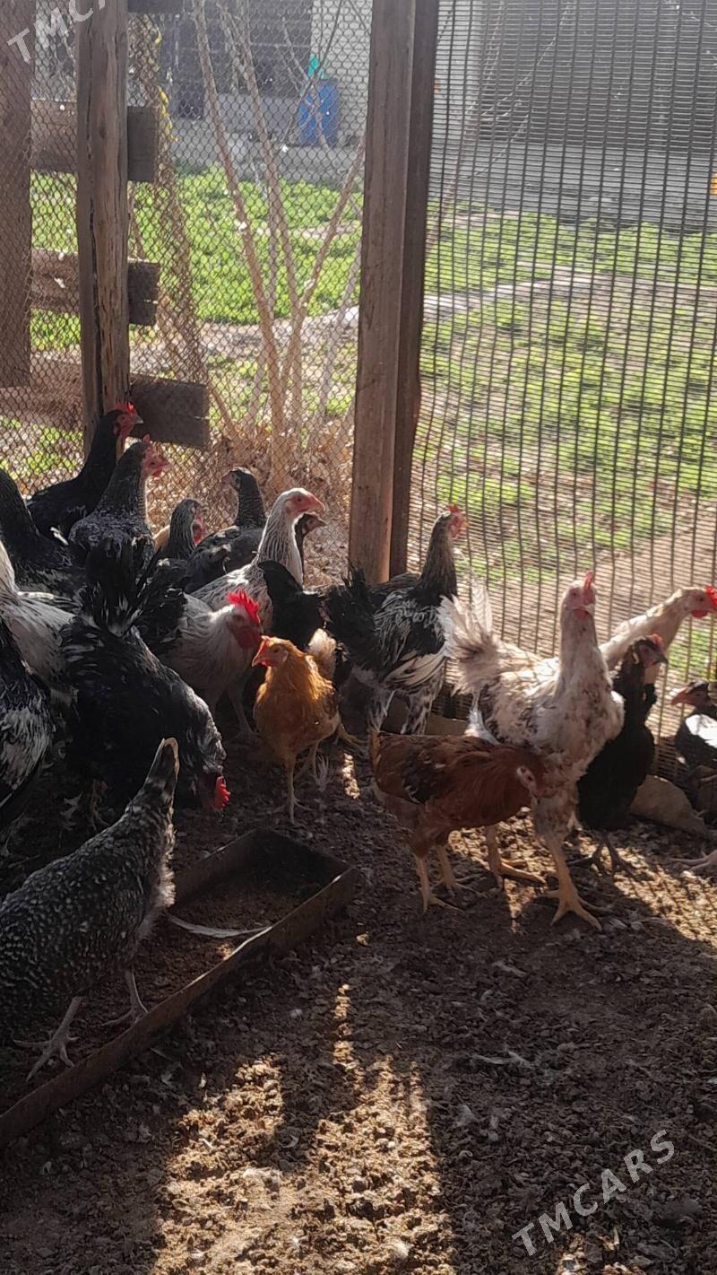 Balgar horaz - Murgap - img 3