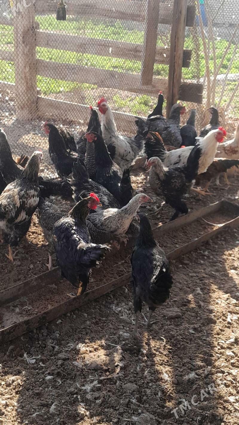 Balgar horaz - Murgap - img 7