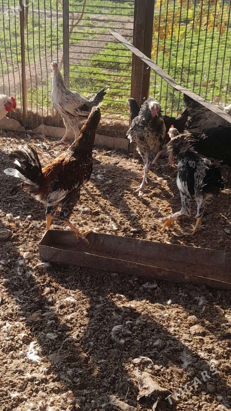 Balgar horaz - Murgap - img 4