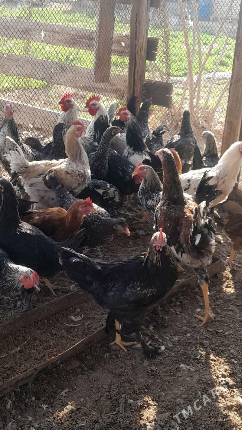 Balgar horaz - Murgap - img 5