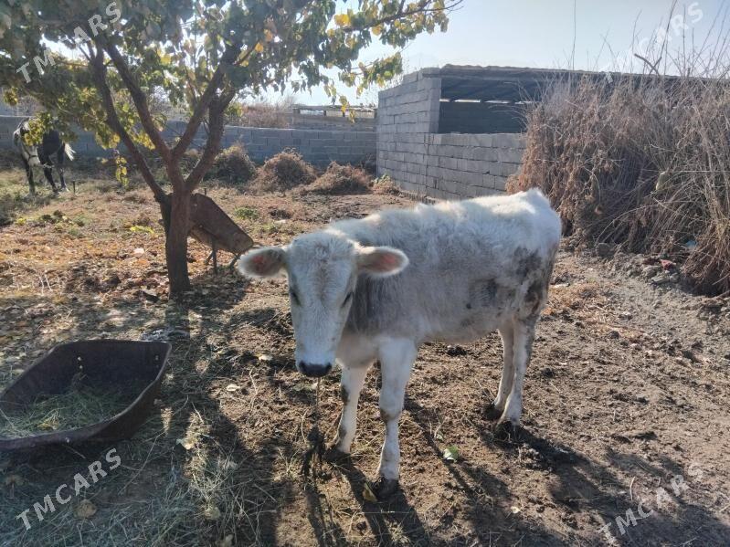 Okuz - Bäherden - img 3