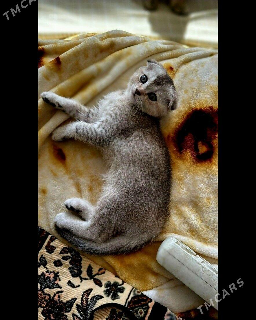 котёнок - Aşgabat - img 2