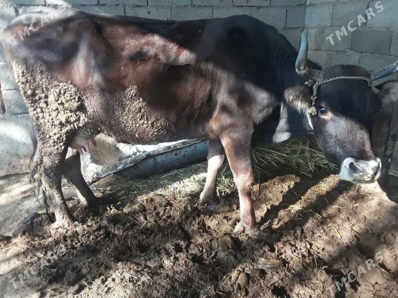 gölleli  sygyr - Гёкдепе - img 4