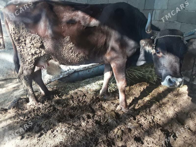 gölleli  sygyr - Гёкдепе - img 3