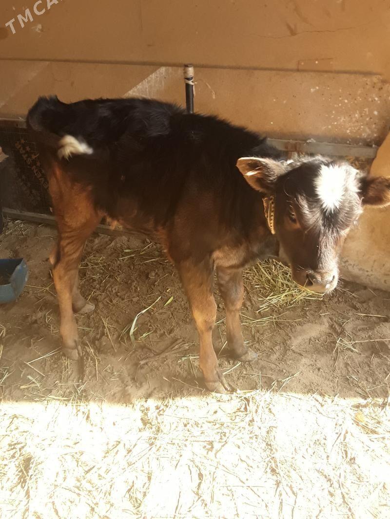 gölleli  sygyr - Гёкдепе - img 5