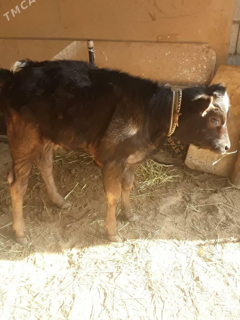 gölleli  sygyr - Гёкдепе - img 6