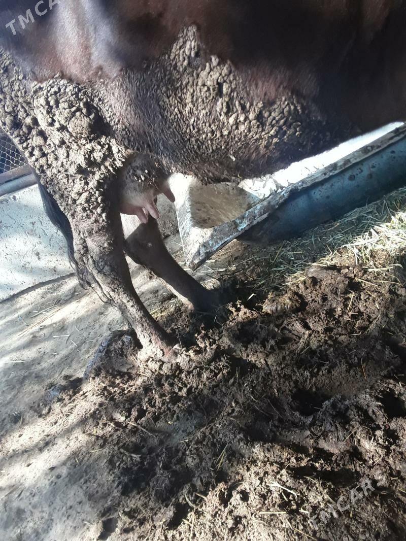 gölleli  sygyr - Гёкдепе - img 2