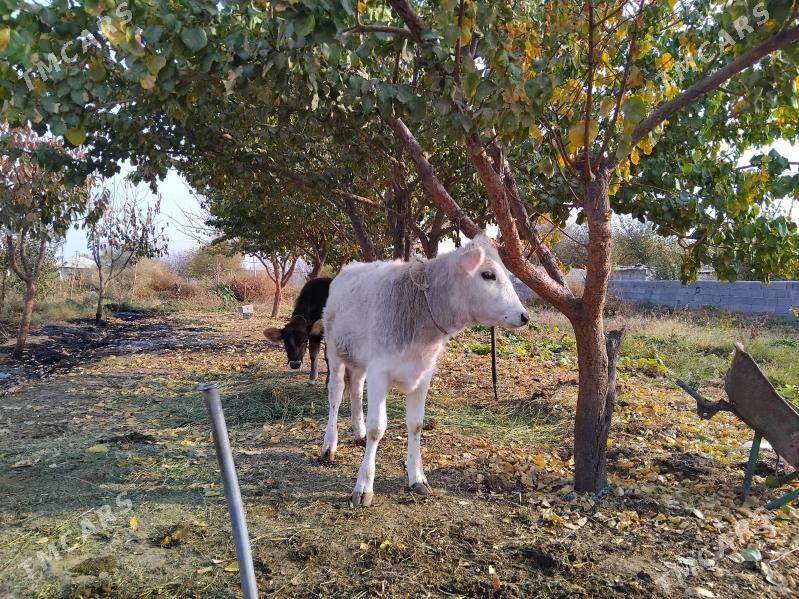 Okuz - Bäherden - img 4