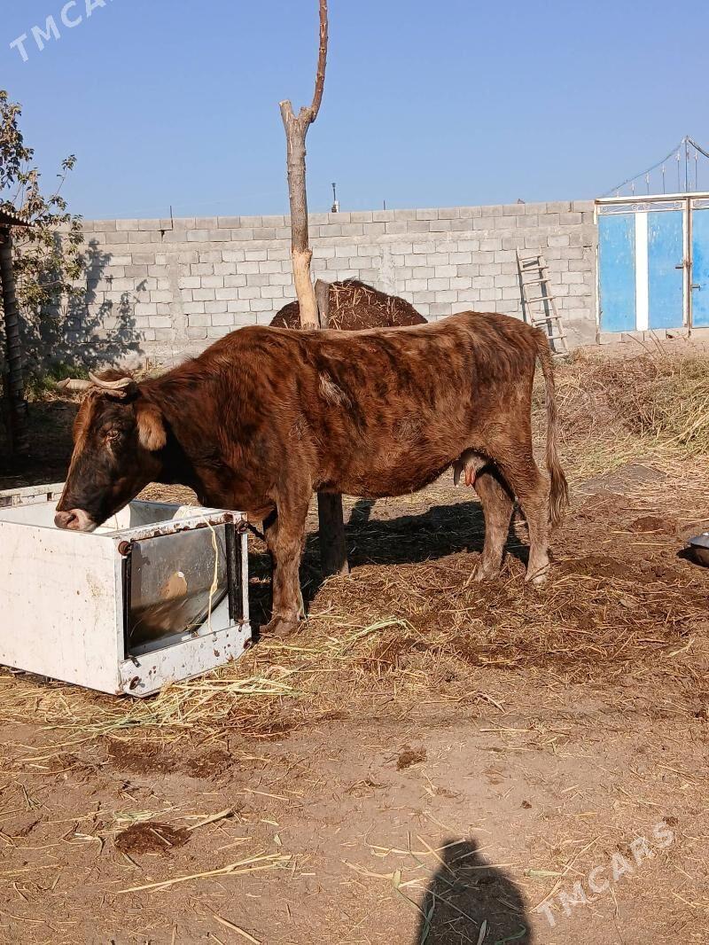 Sygyr - Гёкдепе - img 1