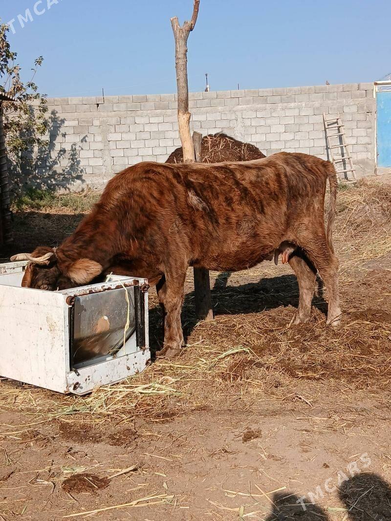 Sygyr - Гёкдепе - img 2