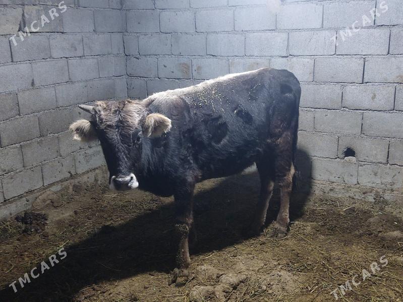 1 okuz 3 tuwe - Гёкдепе - img 2