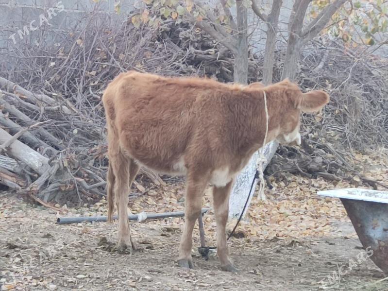 1 okuz 3 tuwe - Гёкдепе - img 6