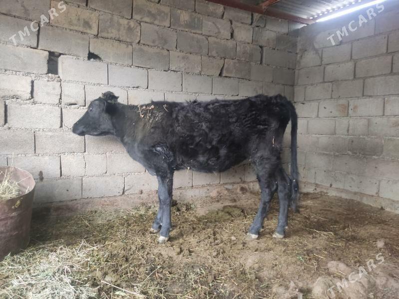 1 okuz 3 tuwe - Гёкдепе - img 8