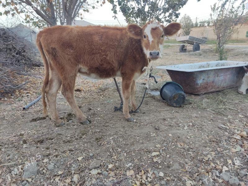 1 okuz 3 tuwe - Гёкдепе - img 5