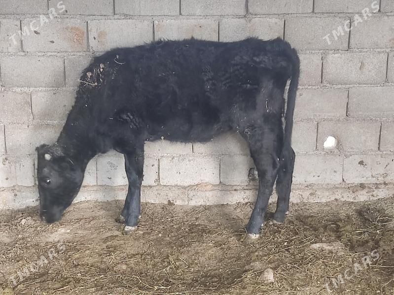 1 okuz 3 tuwe - Гёкдепе - img 4