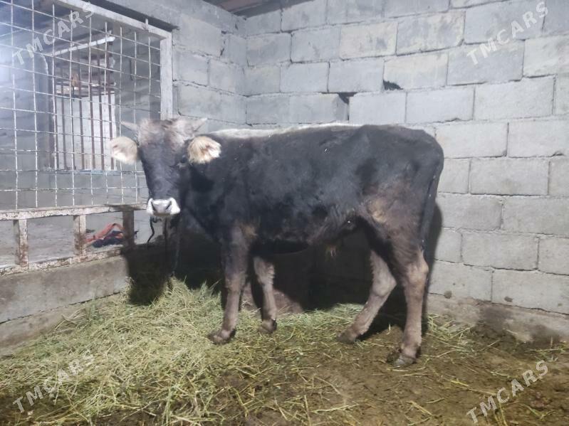 1 okuz 3 tuwe - Гёкдепе - img 3