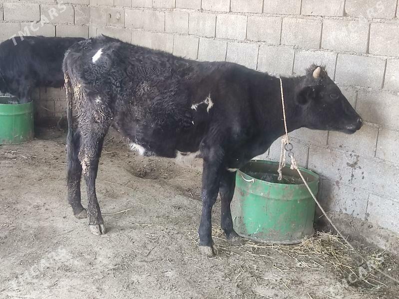 2 tuwe - Гёкдепе - img 3