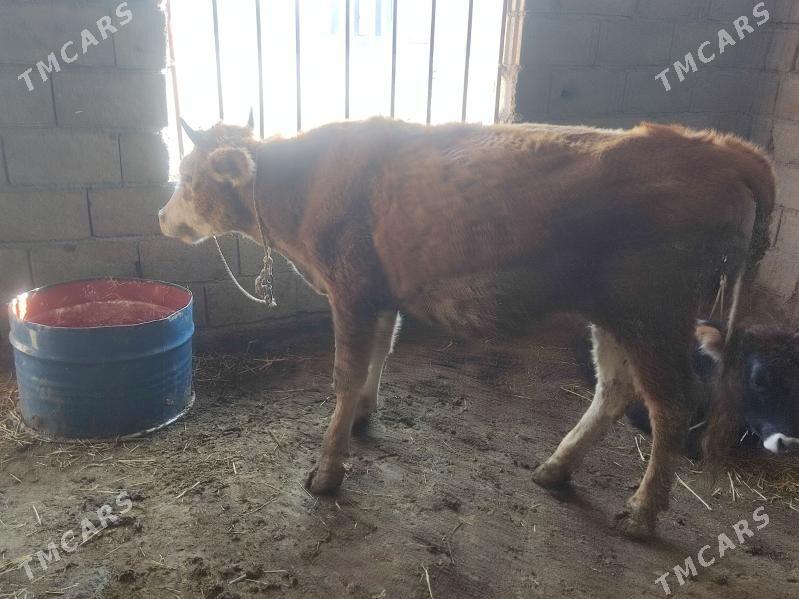 2 tuwe - Гёкдепе - img 2