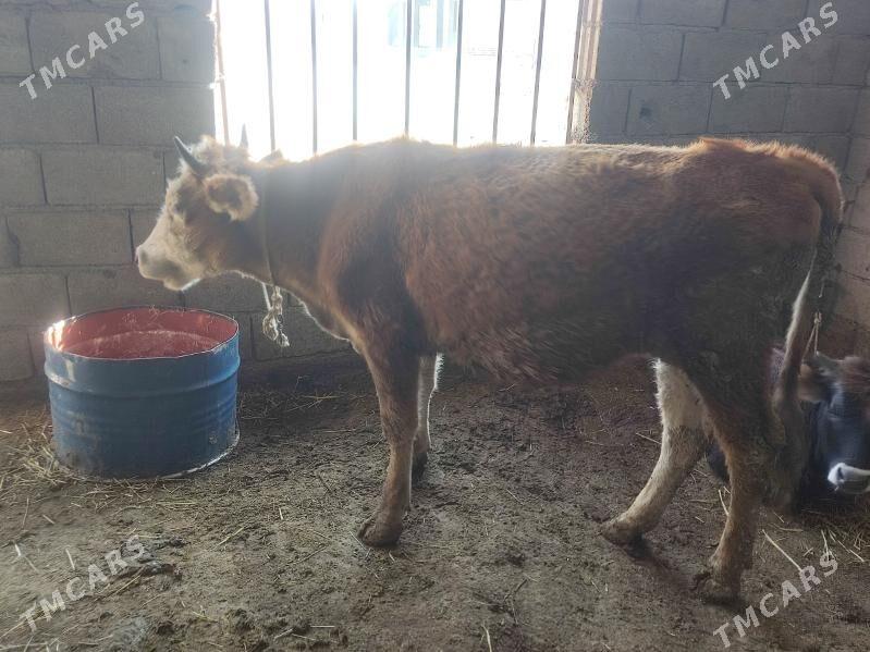 2 tuwe - Гёкдепе - img 1