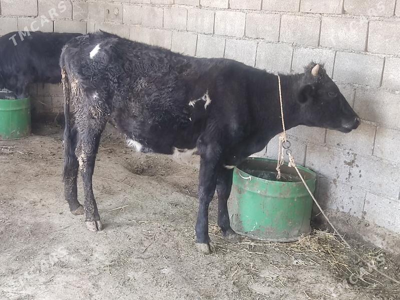 2 tuwe - Гёкдепе - img 4