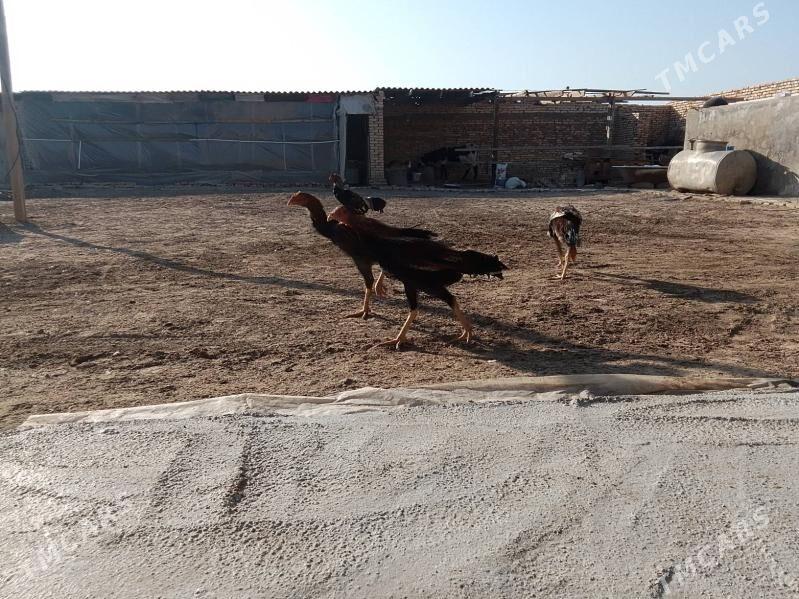 juje - Baýramaly - img 4