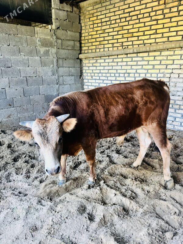 gole - Herrikgala - img 2