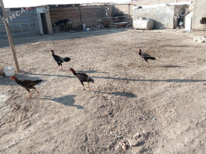 juje - Baýramaly - img 2