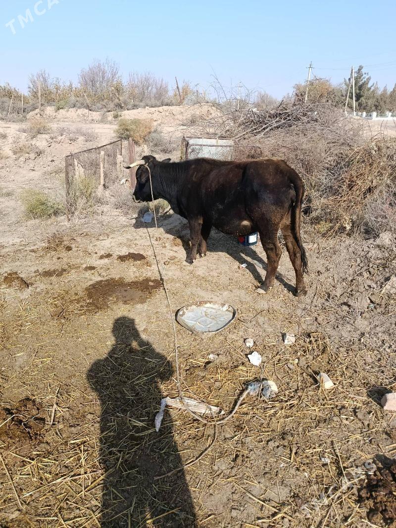 swes sygyr - Серахс - img 2