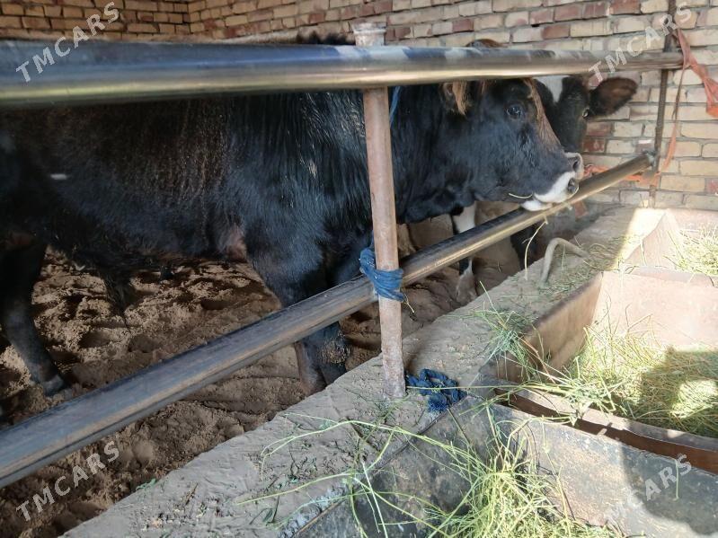 ökuz - Gökdepe - img 2