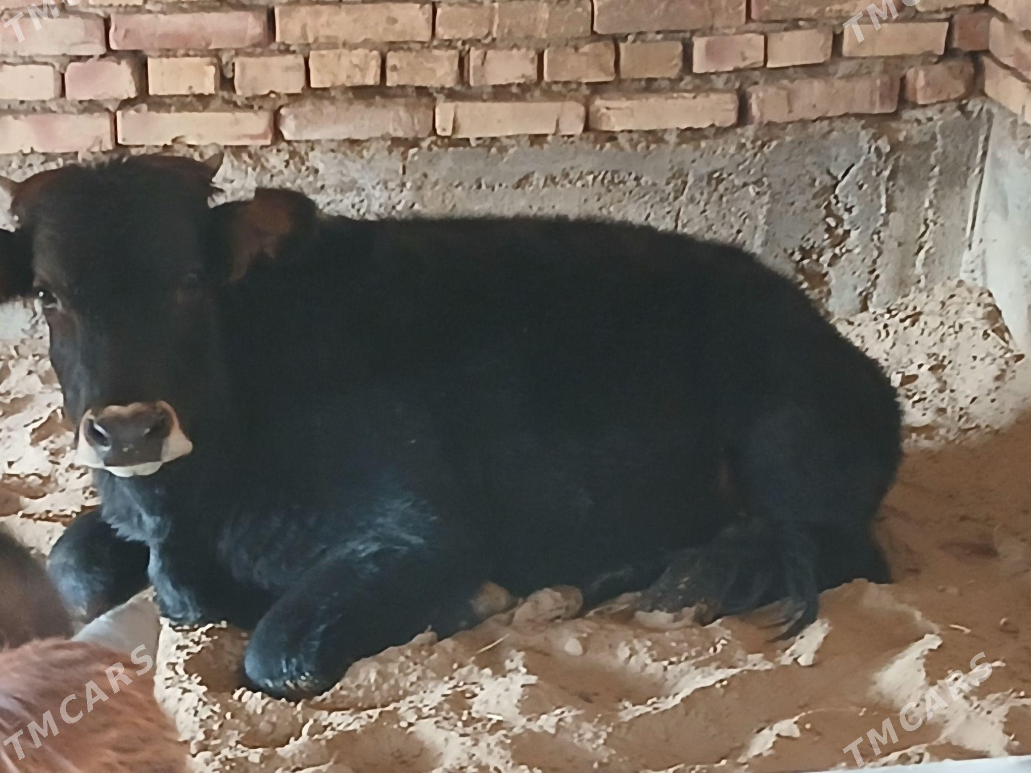 ökuz - Gökdepe - img 7