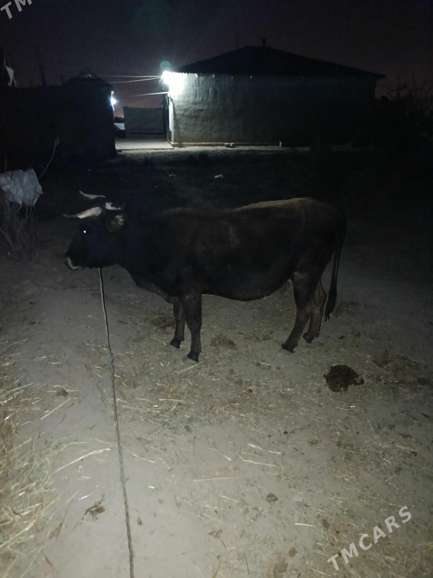 swes sygyr - Серахс - img 3