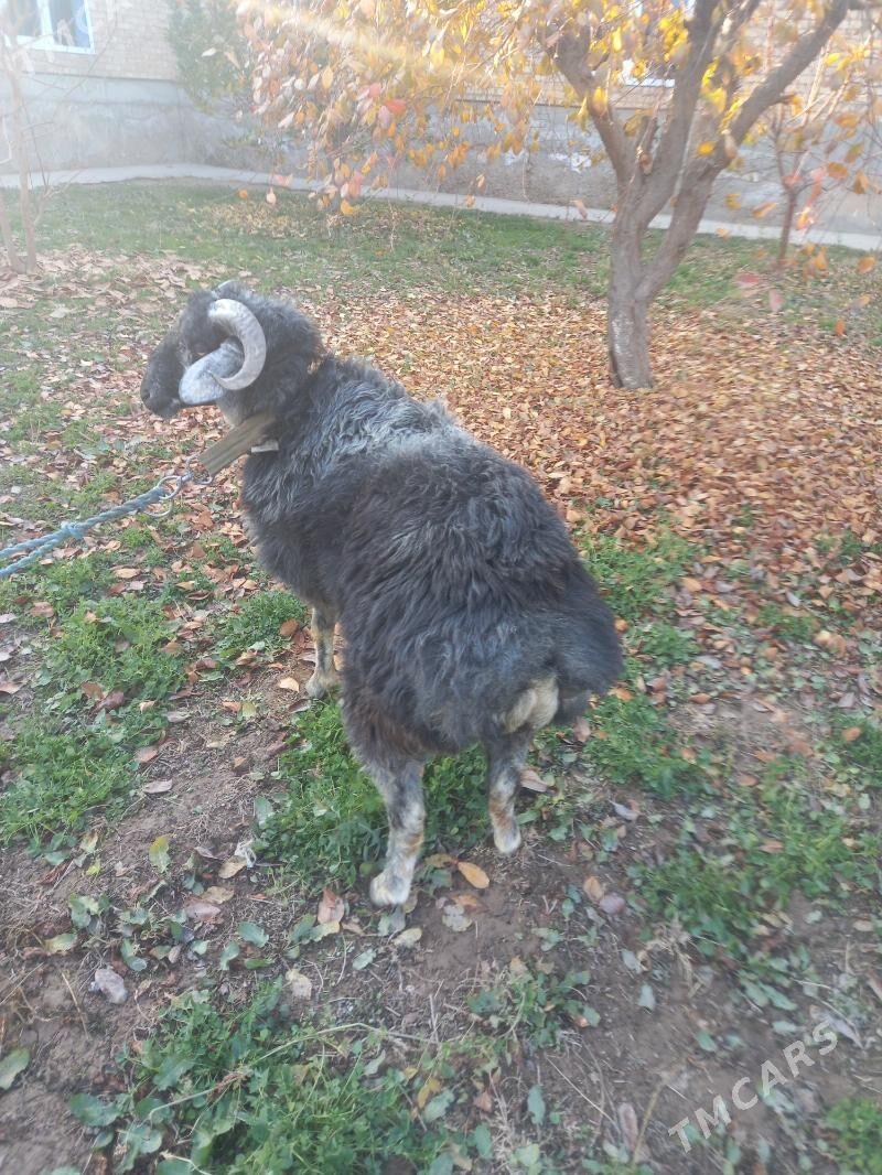 ŞIRAZY GOÇKAR. - Çärjew - img 2