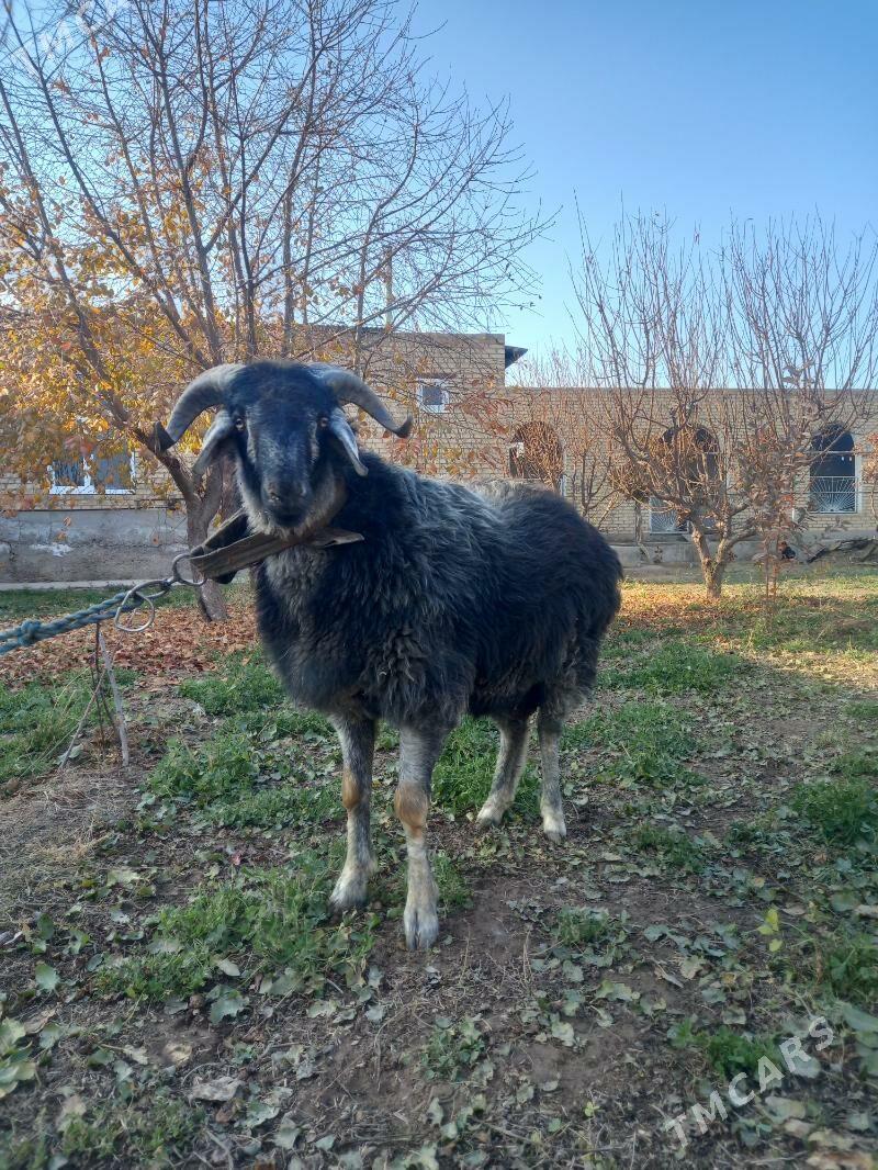 ŞIRAZY GOÇKAR. - Çärjew - img 6