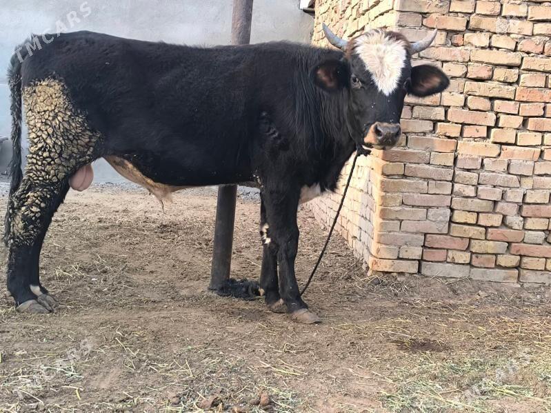 öküz - Aşgabat - img 2