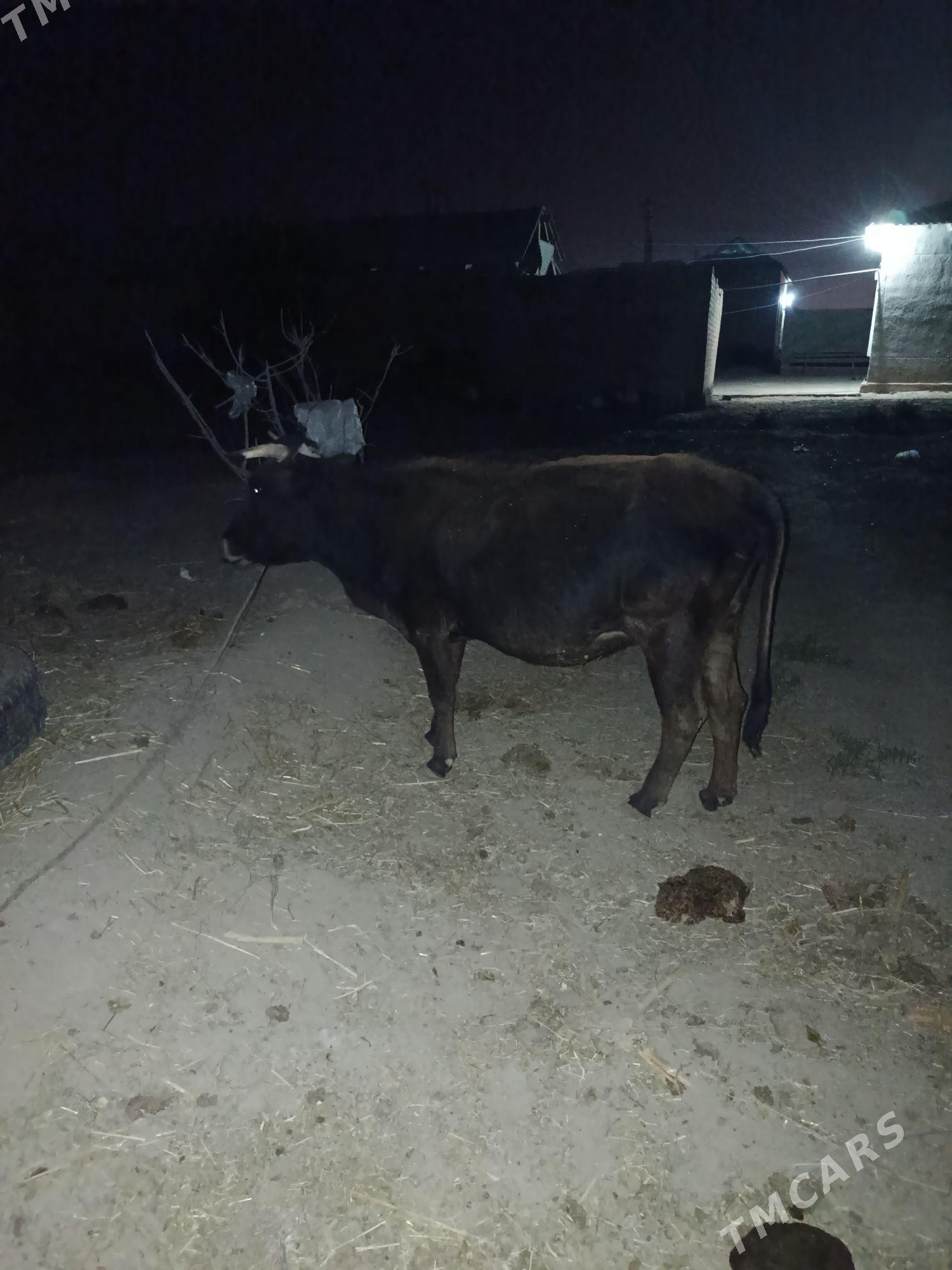 swes sygyr - Серахс - img 4