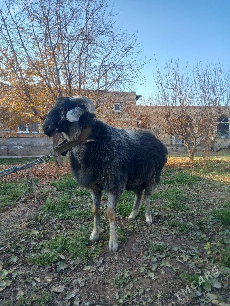 ŞIRAZY GOÇKAR. - Çärjew - img 5