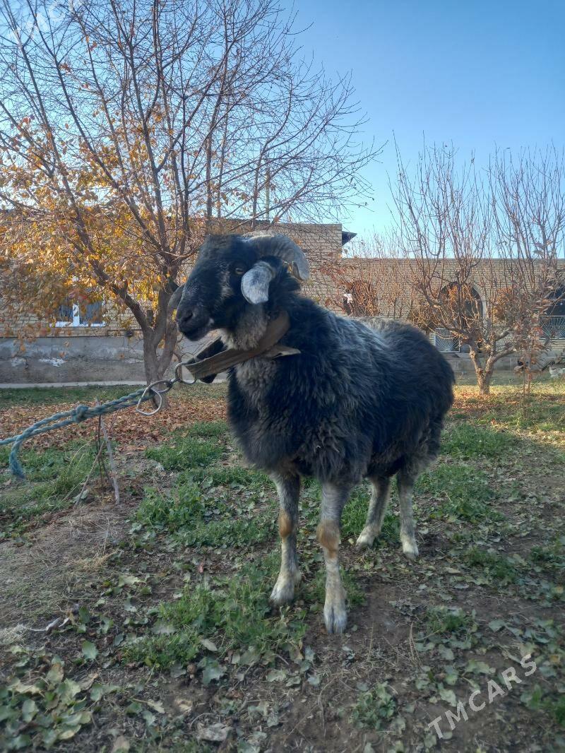 ŞIRAZY GOÇKAR. - Çärjew - img 7