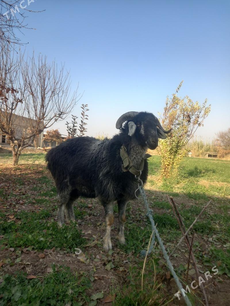 ŞIRAZY GOÇKAR. - Çärjew - img 3