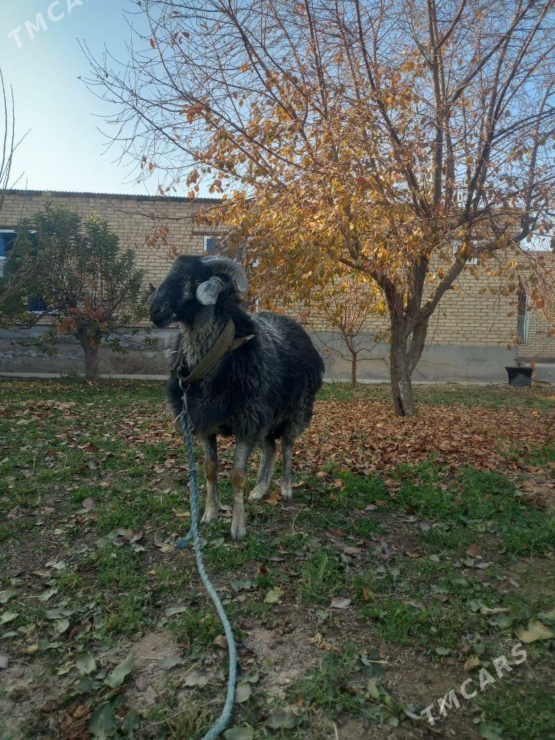 ŞIRAZY GOÇKAR. - Çärjew - img 4