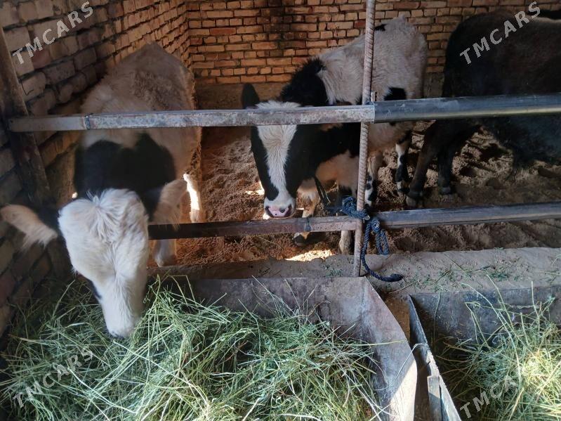 ökuz - Gökdepe - img 4