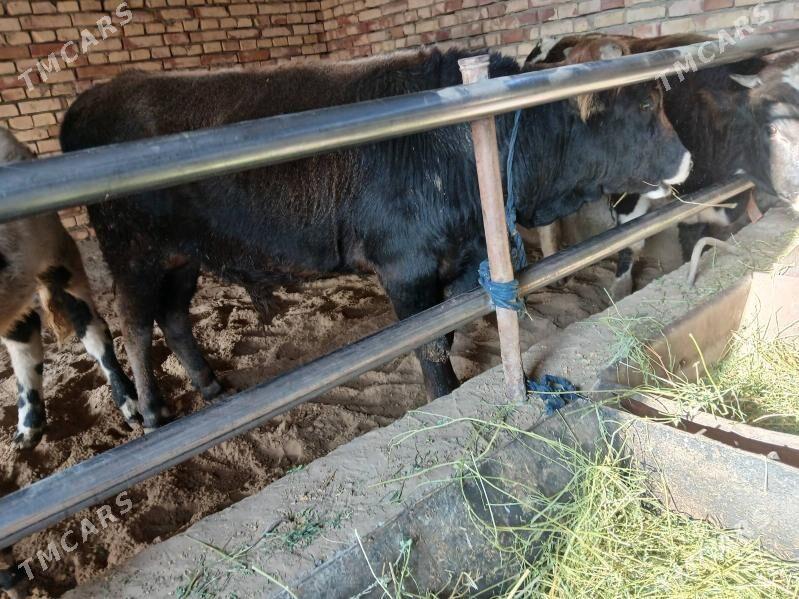 ökuz - Gökdepe - img 5