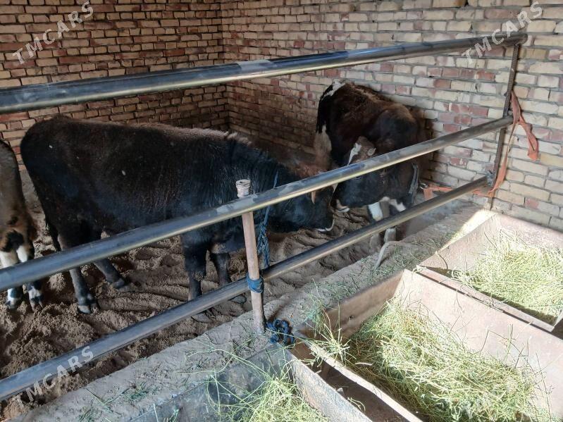 ökuz - Gökdepe - img 3