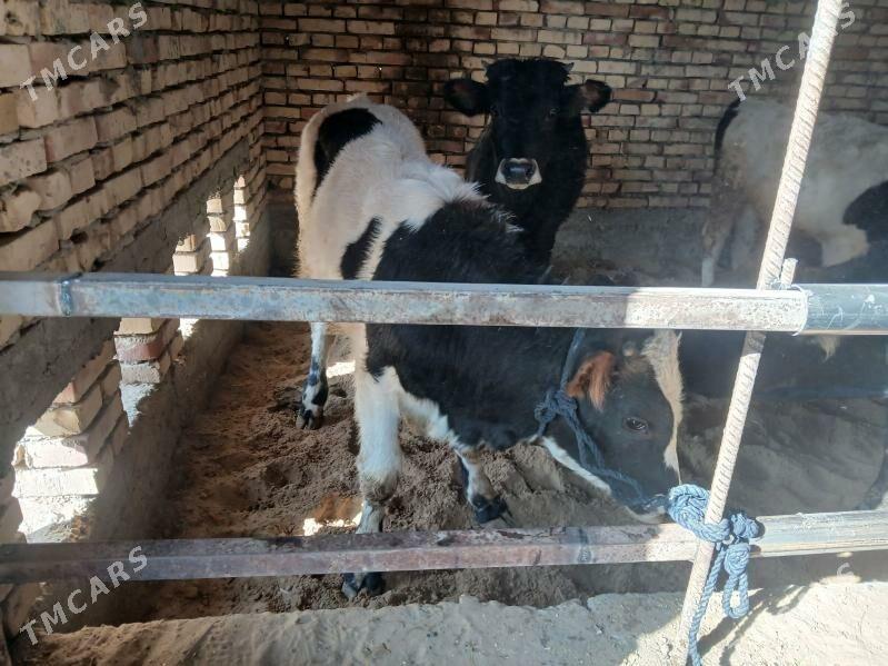 ökuz - Gökdepe - img 6