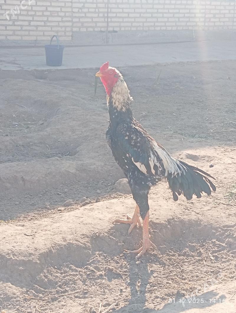 TASGENT HORAZ - Murgap - img 4