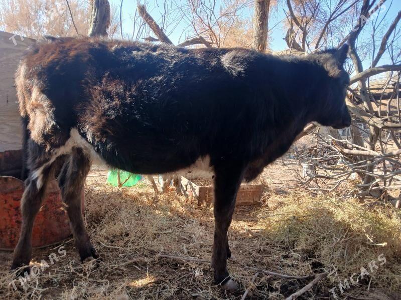 gole gacar - Туркменбаши - img 4