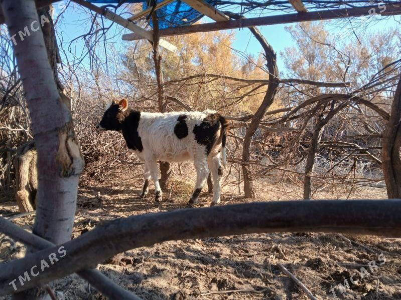 gole gacar - Туркменбаши - img 5