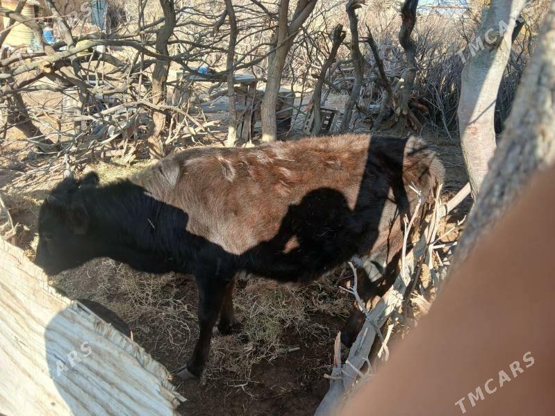 gole gacar - Туркменбаши - img 10